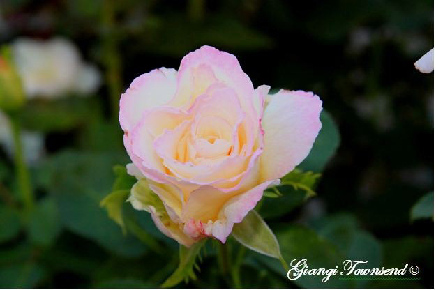 Early-Morning-Rose-copy-8x6.JPG