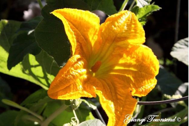 Zucchini-Flowers-copy-8x6.JPG