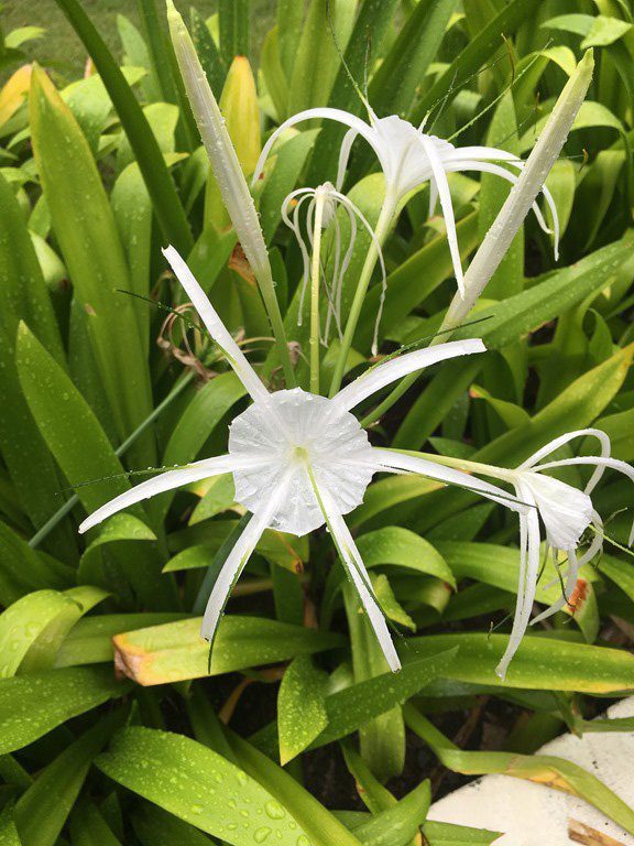 One of my favorite flower. Good Night every one and see you soon