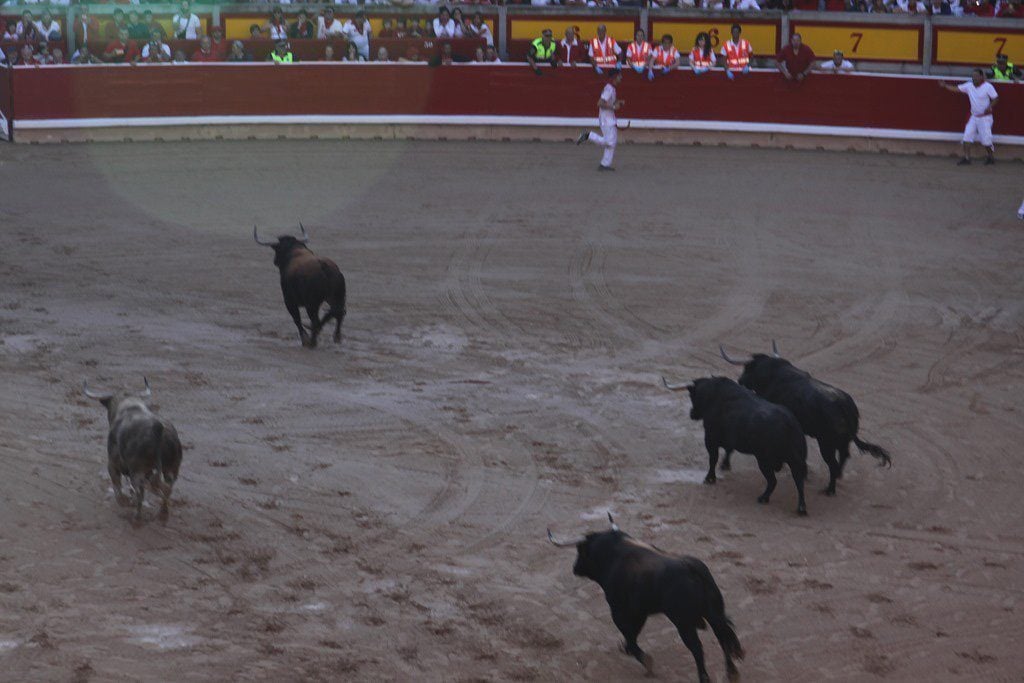Bulls in the arena