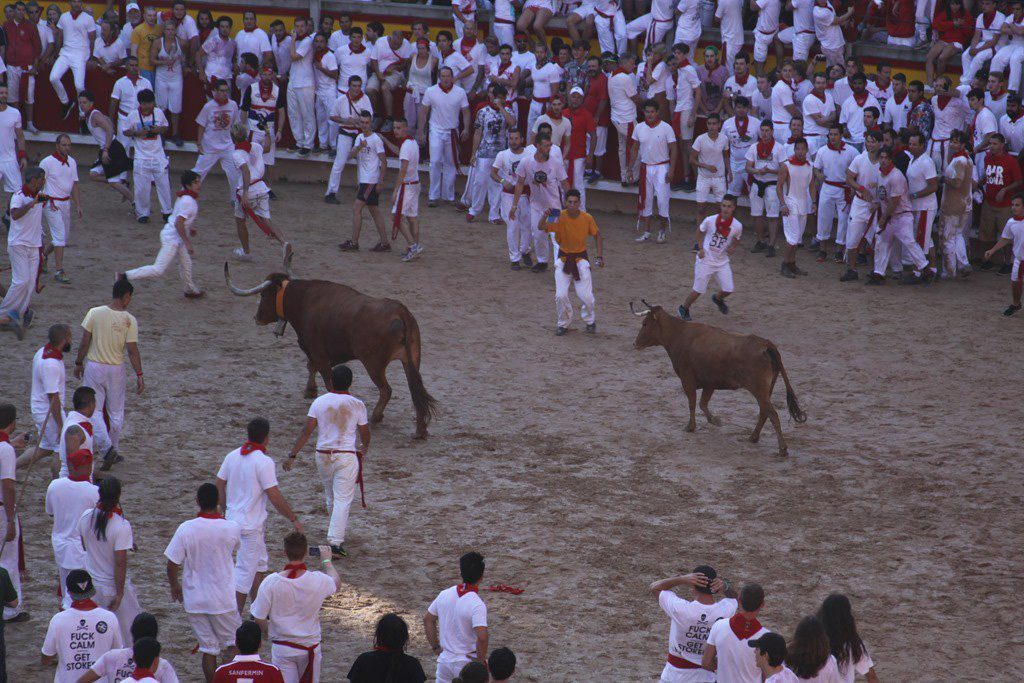 The steer comes in the arena to bring the young bull in the pit