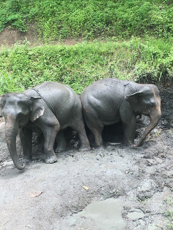 Getting ready for the mud rub