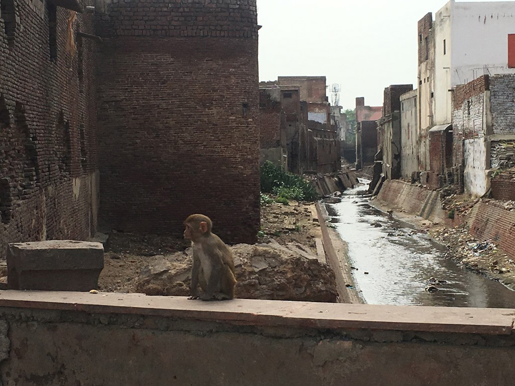 Monkeys roaming around the town waiting to be feed