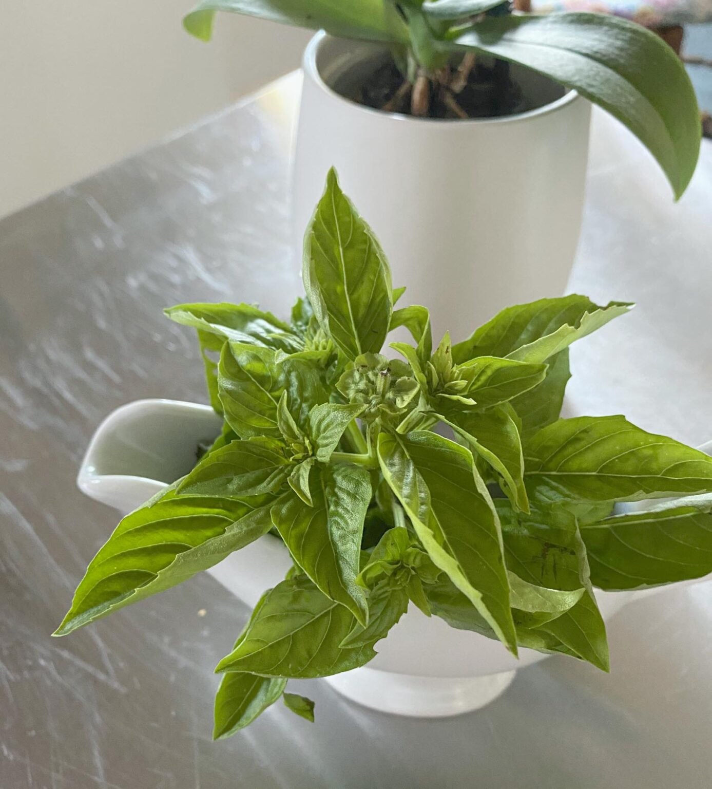 Basil Oil | Giangi's Kitchen