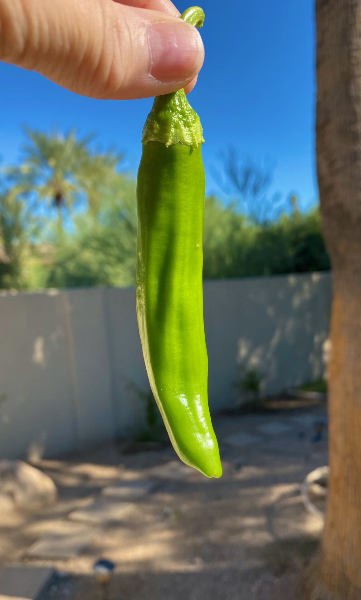 Jalapeno 